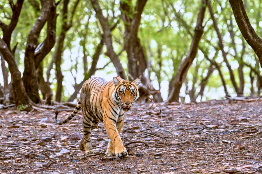 Golden Triangle Tour with Ranthambore National Park