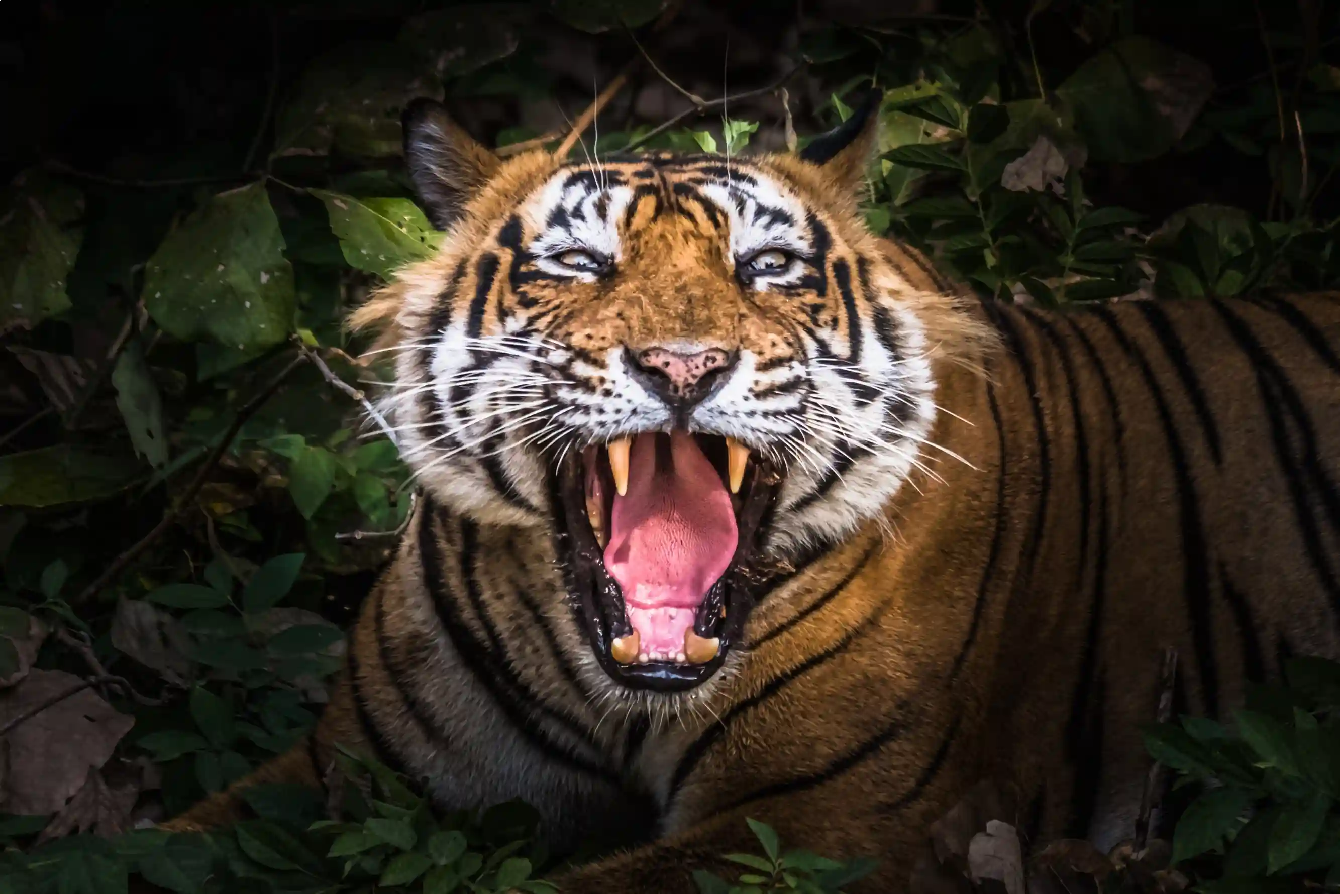 Golden Triangle Tour with Ranthambore National Park